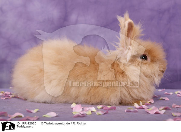 Teddyzwerg / pygmy bunny / RR-12020