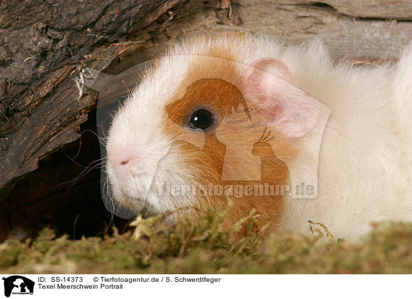 Texel Meerschwein Portrait / Texel guinea pig Portrait / SS-14373