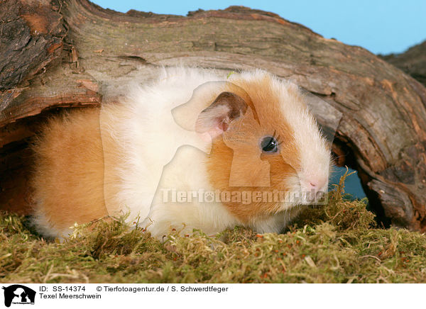 Texel Meerschwein / Texel guinea pig / SS-14374
