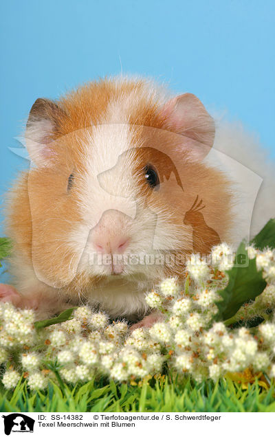 Texel Meerschwein mit Blumen / Texel guinea pig with flowers / SS-14382