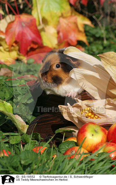 US Teddy Meerschweinchen im Herbst / US Teddy guinea pig in the autumn / SS-18552