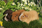 3 Rassemeerschweinchen im Garten