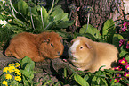 2 Rassemeerschweinchen im Garten