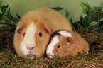 US-Teddy Meerschwein Mutter mit Jungem