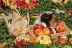 US Teddy Meerschweinchen im Herbst