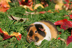 US Teddy Meerschweinchen auf der Wiese im Herbst