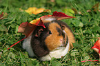 US Teddy Meerschweinchen auf der Wiese im Herbst