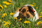 US Teddy Meerschweinchen auf einer Blumenwiese