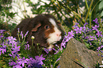 US Teddy Meerschweinchen in Blumen