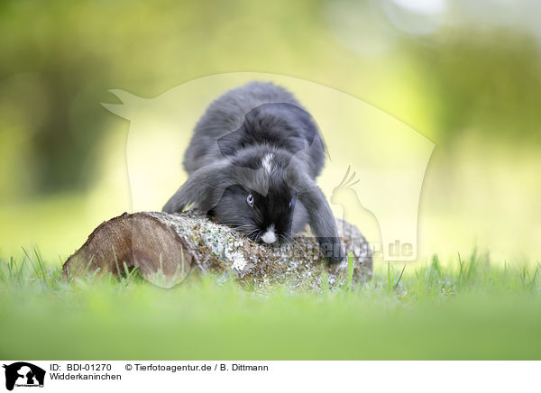 Widderkaninchen / Lop Rabbit / BDI-01270