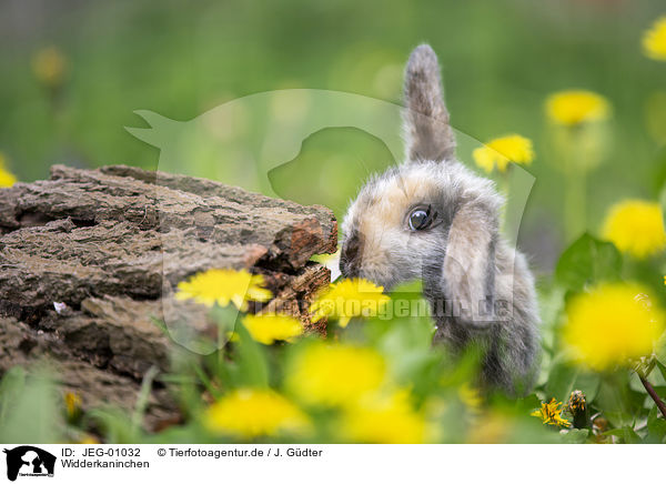 Widderkaninchen / lop-eared rabbit / JEG-01032