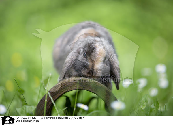 Widderkaninchen / lop-eared rabbit / JEG-01123