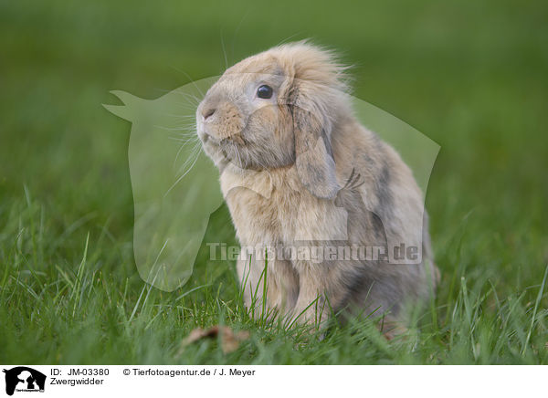 Zwergwidder / floppy-eared rabbit / JM-03380