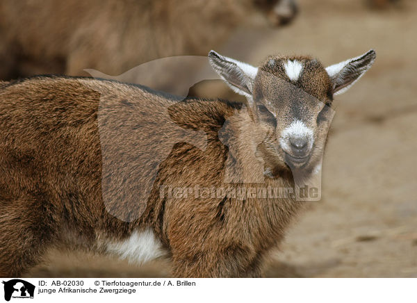 junge Afrikanische Zwergziege / young african pygmy goat / AB-02030