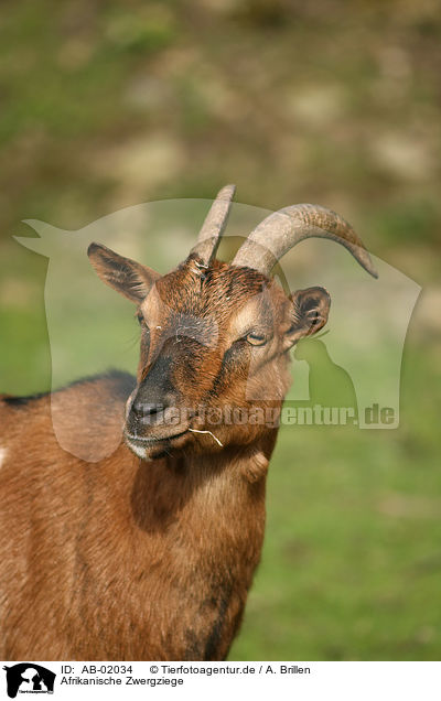 Afrikanische Zwergziege / african pygmy goat / AB-02034