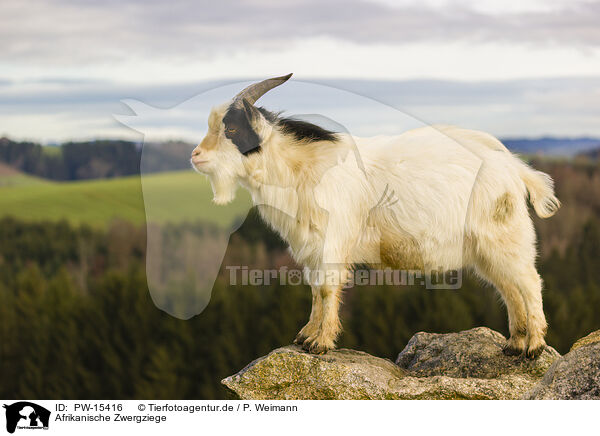 Afrikanische Zwergziege / african pygmy goat / PW-15416