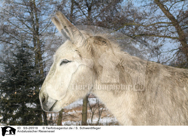 Andalusischer Riesenesel / donkey / SS-26518