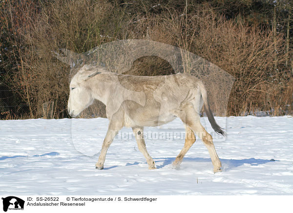 Andalusischer Riesenesel / donkey / SS-26522