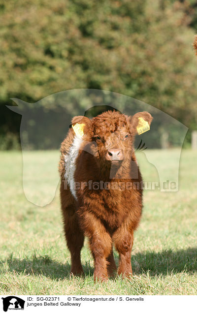 junges Belted Galloway / SG-02371