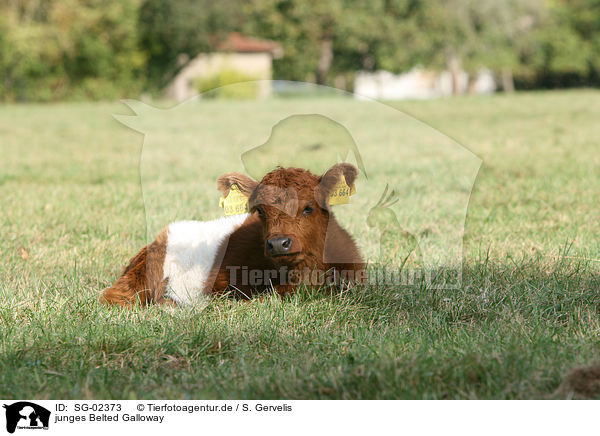 junges Belted Galloway / SG-02373