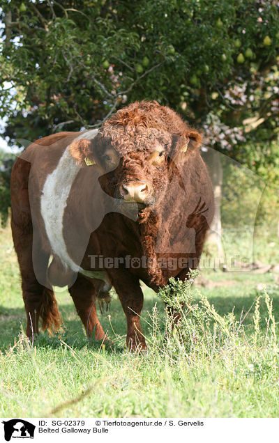 Belted Galloway Bulle / SG-02379