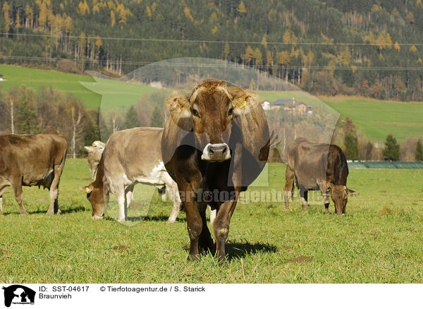 Braunvieh / cattles / SST-04617
