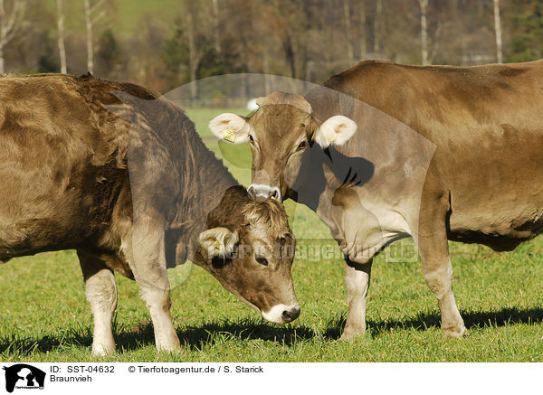Braunvieh / cattles / SST-04632