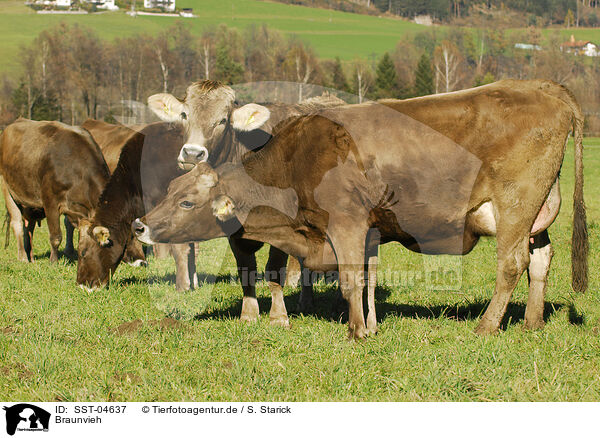 Braunvieh / cattles / SST-04637