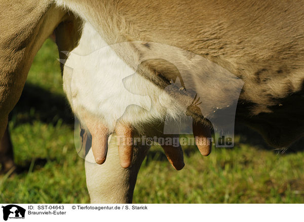 Braunvieh-Euter / cattle udder / SST-04643