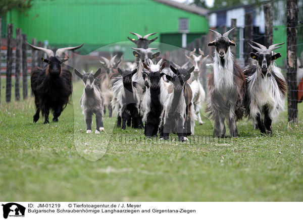 Bulgarische Schraubenhrnige Langhaarziegen and Girgentana-Ziegen / Bulgarian long hair goats and  Girgentana goats / JM-01219