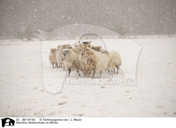 Drenthe Heideschafe im Winter / Drenthe heather sheep in winter / JM-19169