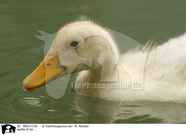 weie Ente / white duck / RR-01740