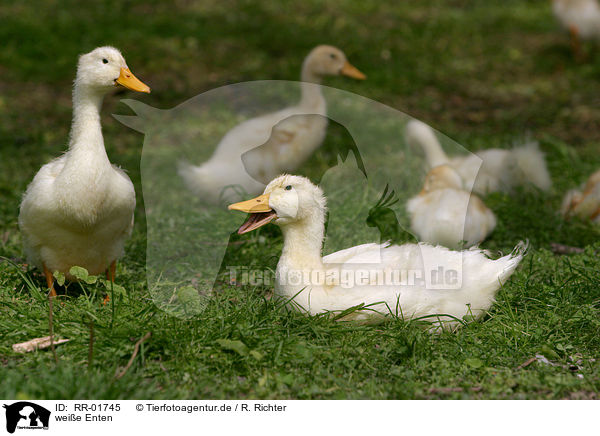 weie Enten / white ducks / RR-01745