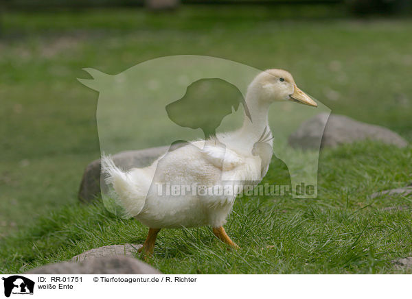 weie Ente / white duck / RR-01751