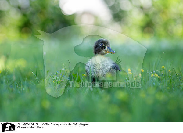 Kken in der Wiese / Chicks in the meadow / MW-13415