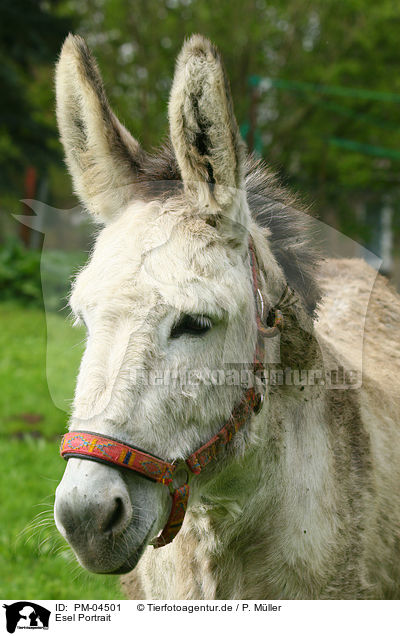 Esel Portrait / donkey portrait / PM-04501