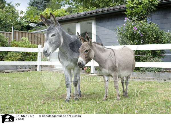2 Esel / 2 donkeys / NN-12174