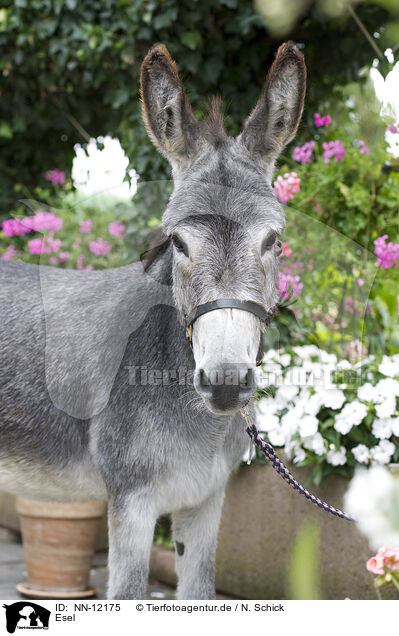 Esel / donkey / NN-12175