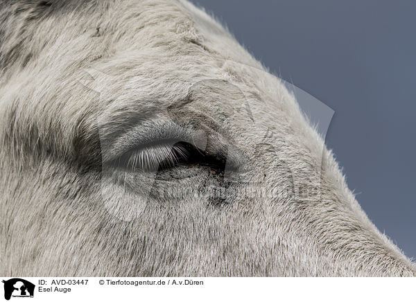 Esel Auge / donkey eye / AVD-03447
