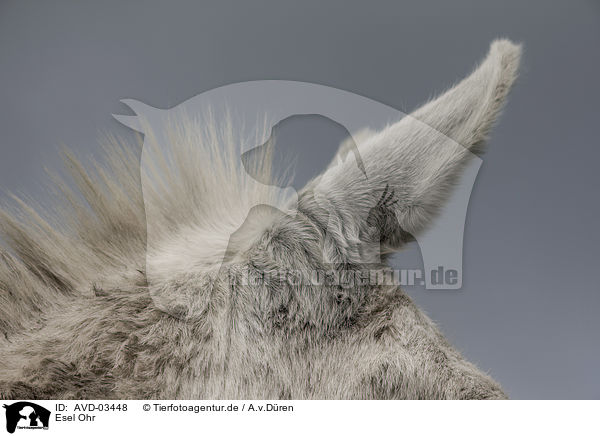 Esel Ohr / donkey ear / AVD-03448