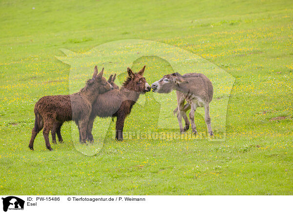 Esel / donkey / PW-15486