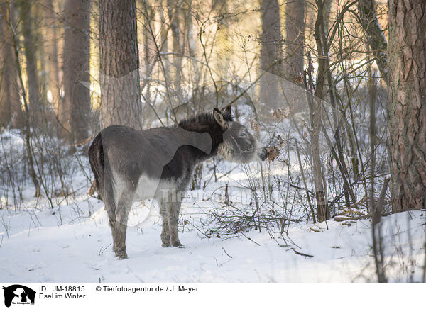 Esel im Winter / donkey in the winter / JM-18815