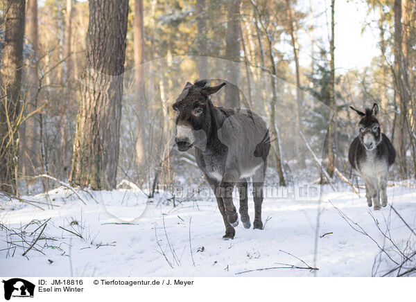 Esel im Winter / donkey in the winter / JM-18816