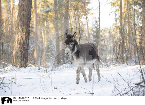 Esel im Winter / donkey in the winter / JM-18817