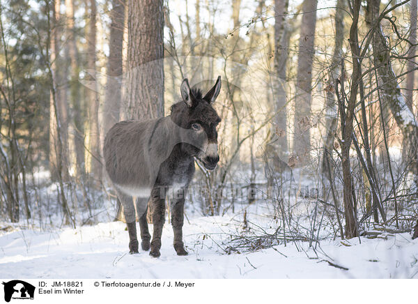 Esel im Winter / donkey in the winter / JM-18821