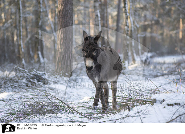 Esel im Winter / donkey in the winter / JM-18825