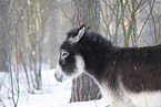 Esel im Winter