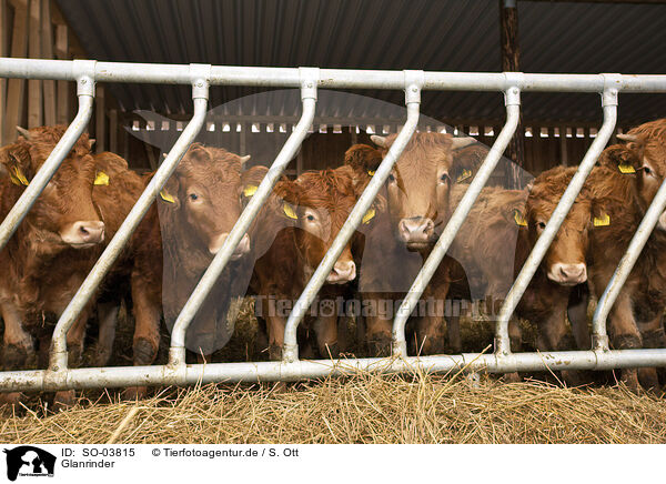 Glanrinder / Glan Cattle / SO-03815