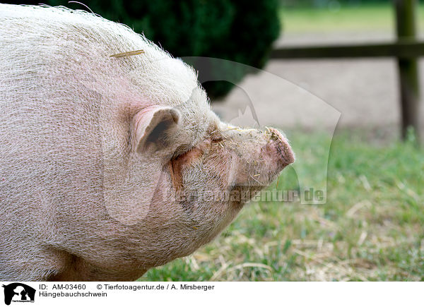 Hngebauchschwein / pot-bellied pig / AM-03460