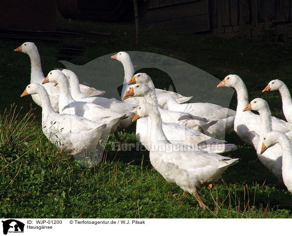 Hausgnse / geese / WJP-01200